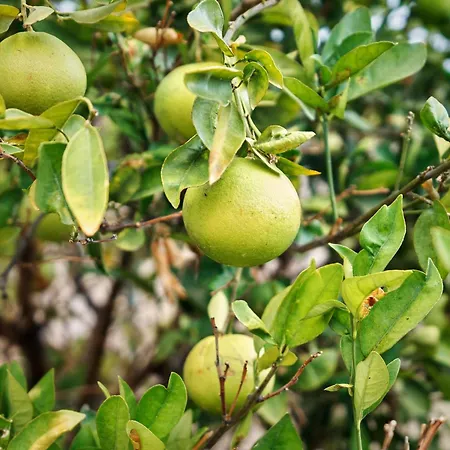 Apartamento Ecologica Quinta Tizones, Casa Mango
