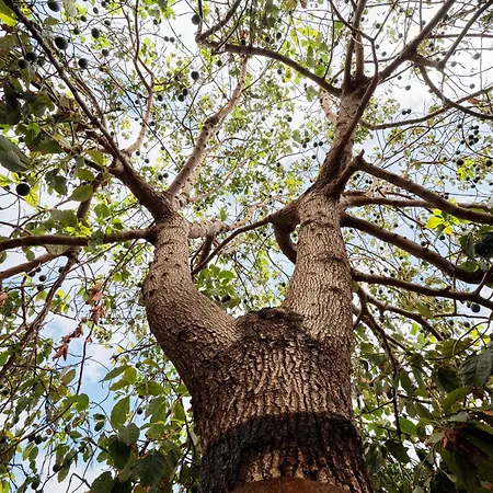 Apartamento Ecologica Quinta Tizones, Casa Mango *