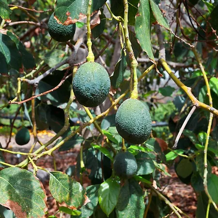 Apartamento Ecologica Quinta Tizones, Casa Mango *